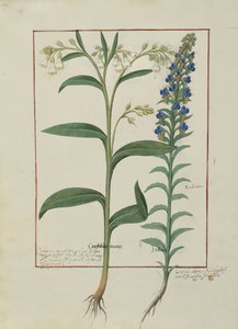 Illustration from the Book of Simple Medicines by Mattheaus Platearius by Robinet Testard